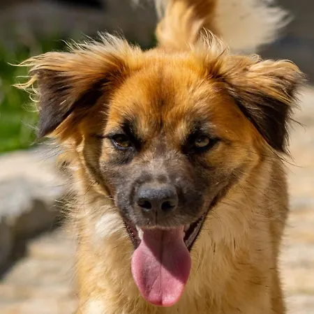 Сasa de vacaciones Casa Japoneiras