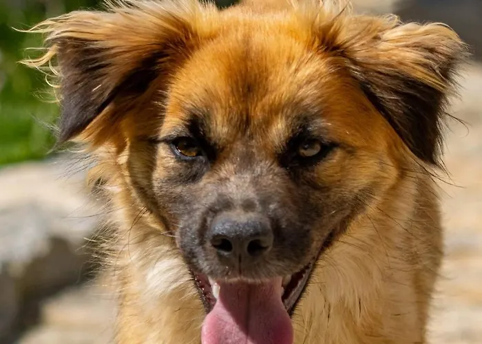 Tatil Evi Casa Japoneiras